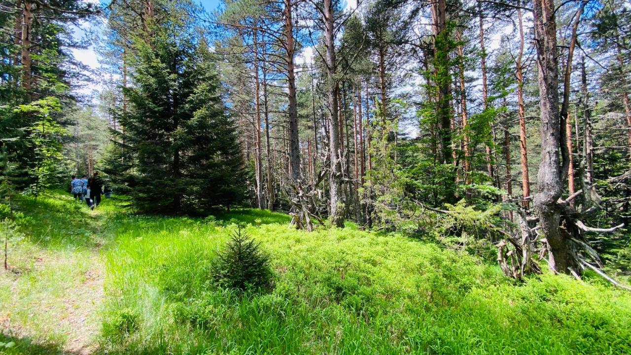 Eco Village Pavlovic Žabljak エクステリア 写真